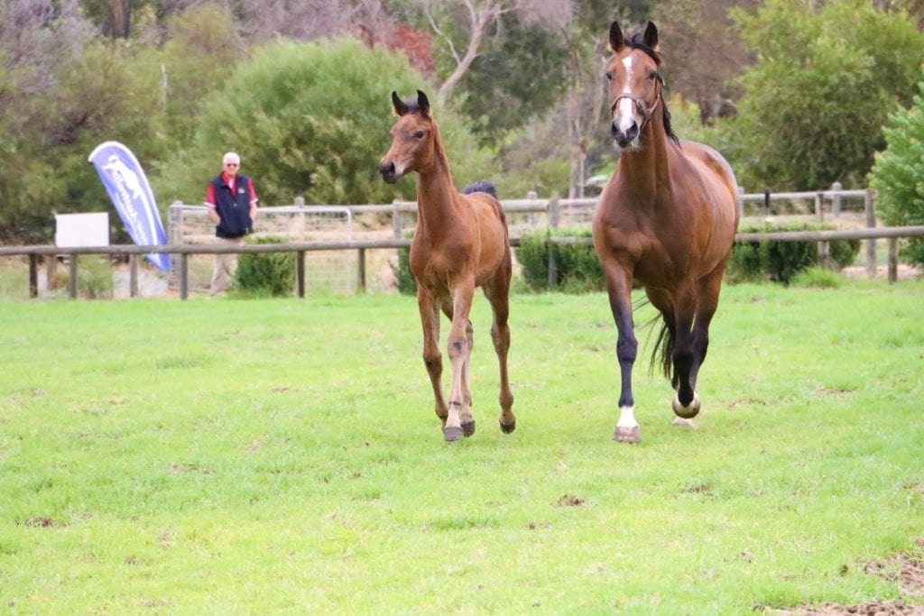 Kentaur Australia Performance Horses Thompson and Redwood