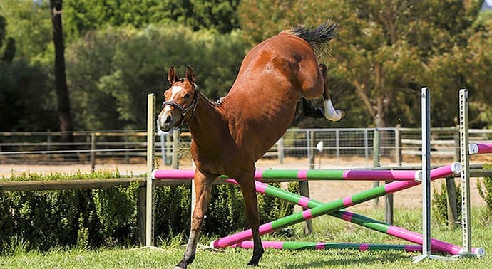 Kentaur Australia Performance Horses Thompson and Redwood