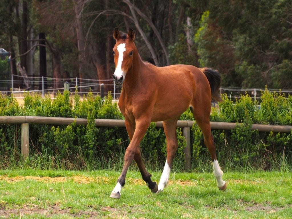 Kentaur Australia Performance Horses Thompson and Redwood