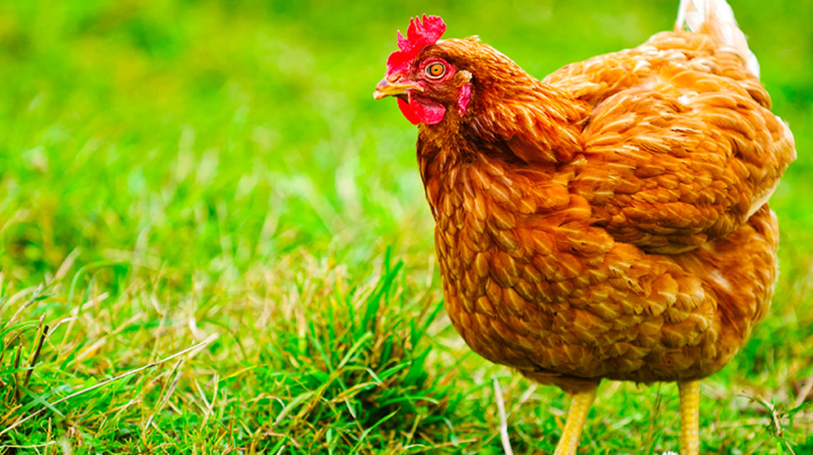 Special on Poultry Budget Laying Pellets