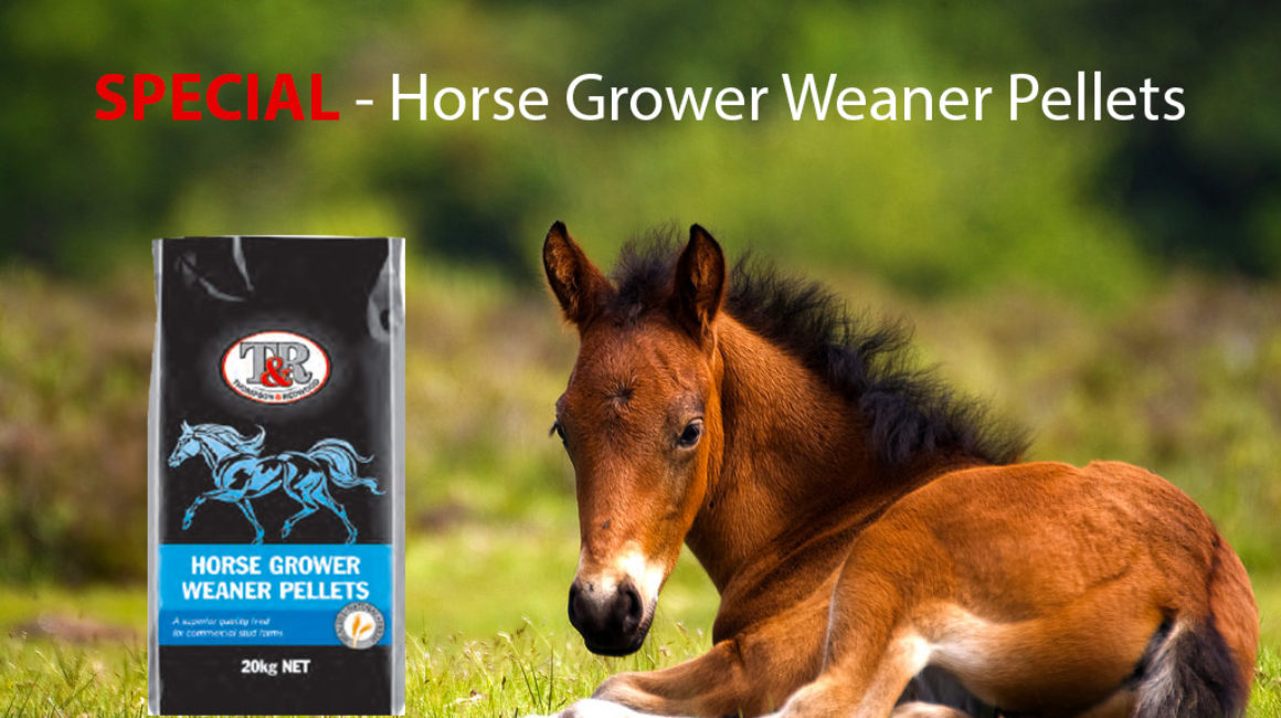 Special on Horse Grower Weaner Pellets