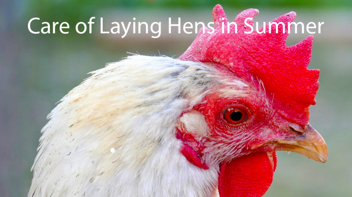 Care of Laying Hens in Summer