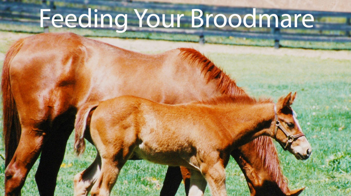 Feeding your Broodmare – Before and After Pregnancy