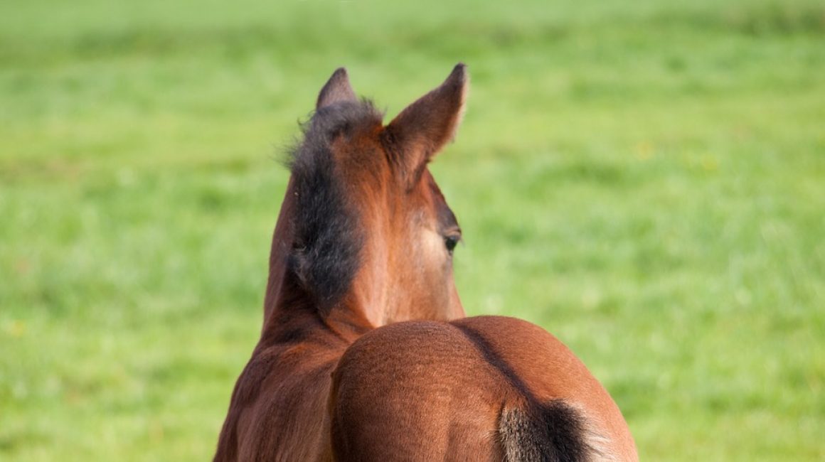 Feeding the Young Horse