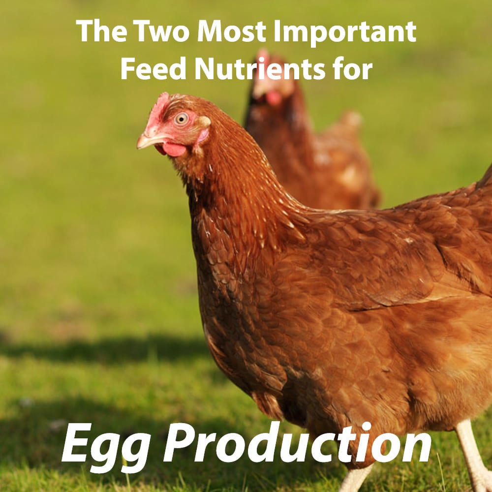 The Two Most Important Feed Nutrients for Egg Production Thompson and