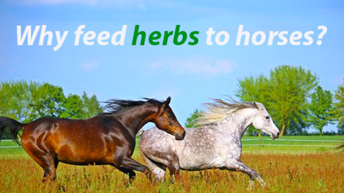 Why Feed Herbs to Horses?