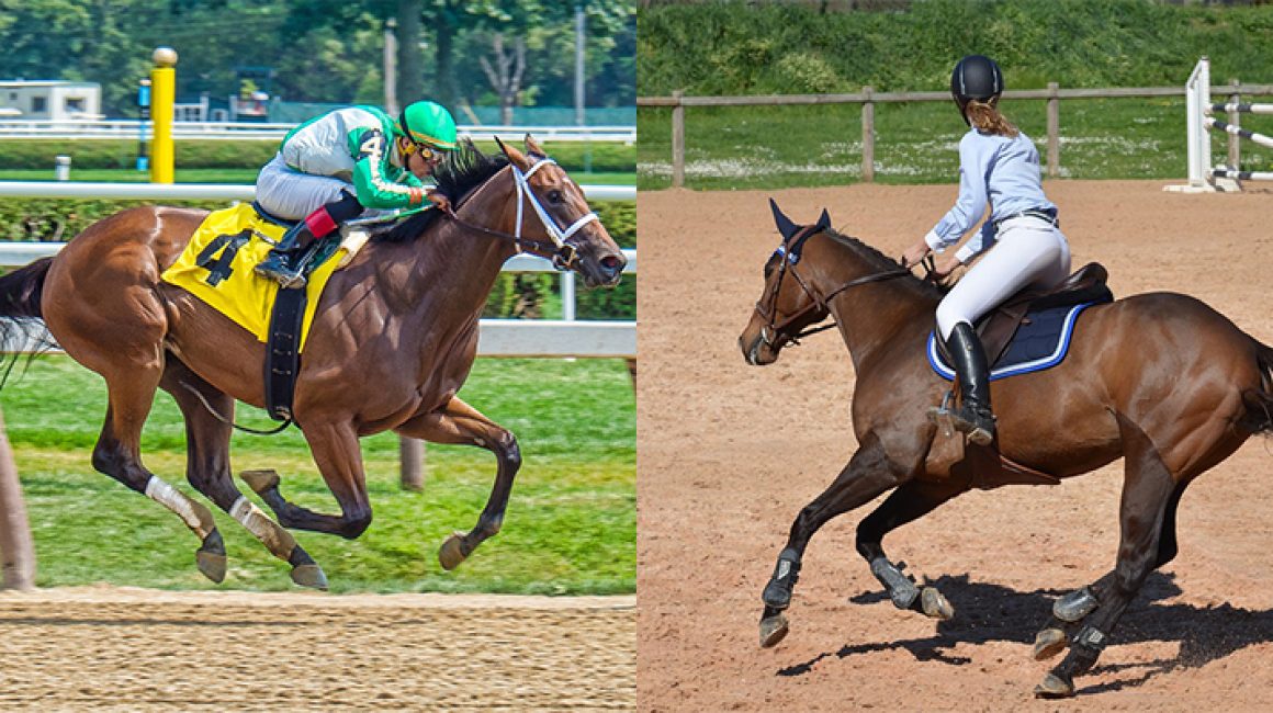 Feeding the Retired Racehorse