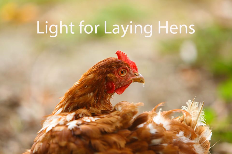 Light for Laying Hens