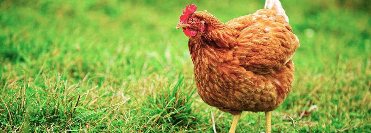 Thompson and Redwood Chicken Feed Thompson and Redwood Chicken Feed