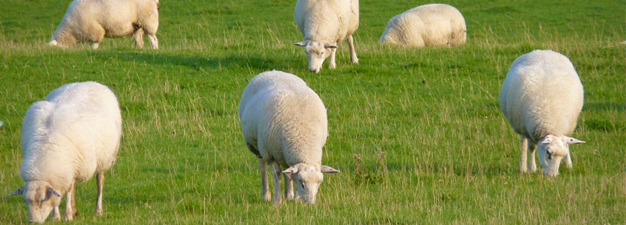 Thompson and Redwood Sheep Feed Thompson and Redwood Sheep Feed