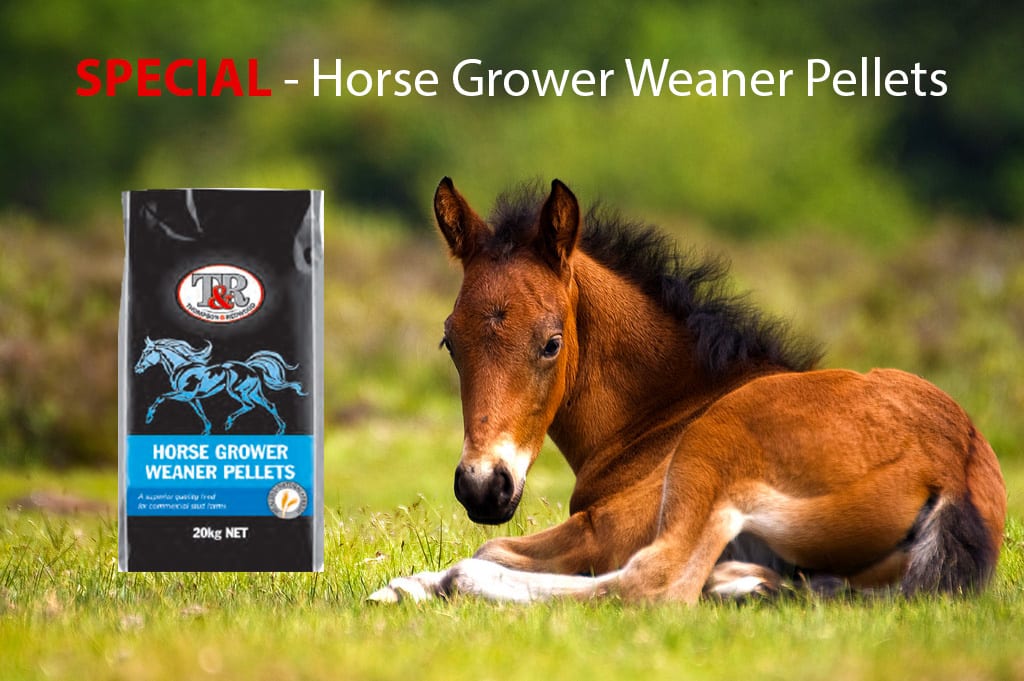 Special on Horse Grower Weaner Pellets - Thompson and Redwood