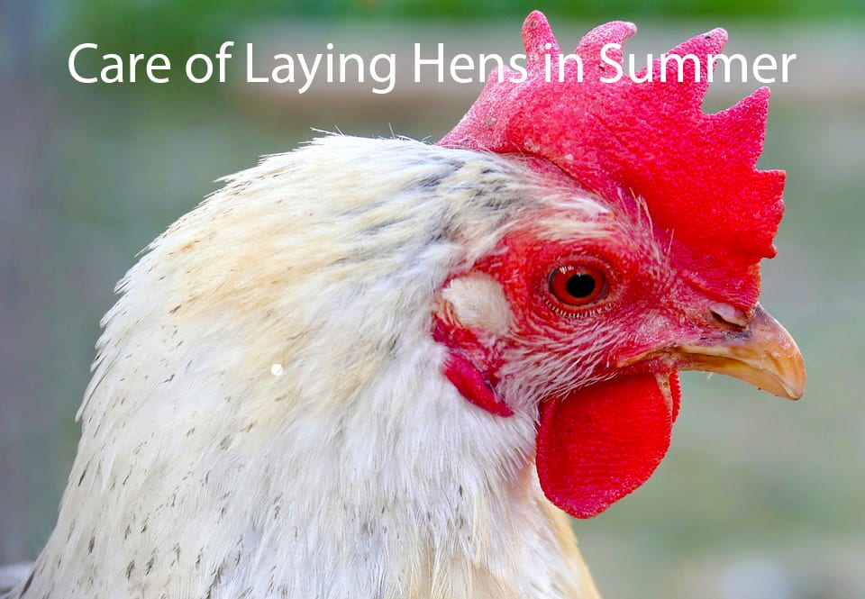 Care of Laying Hens in Summer
