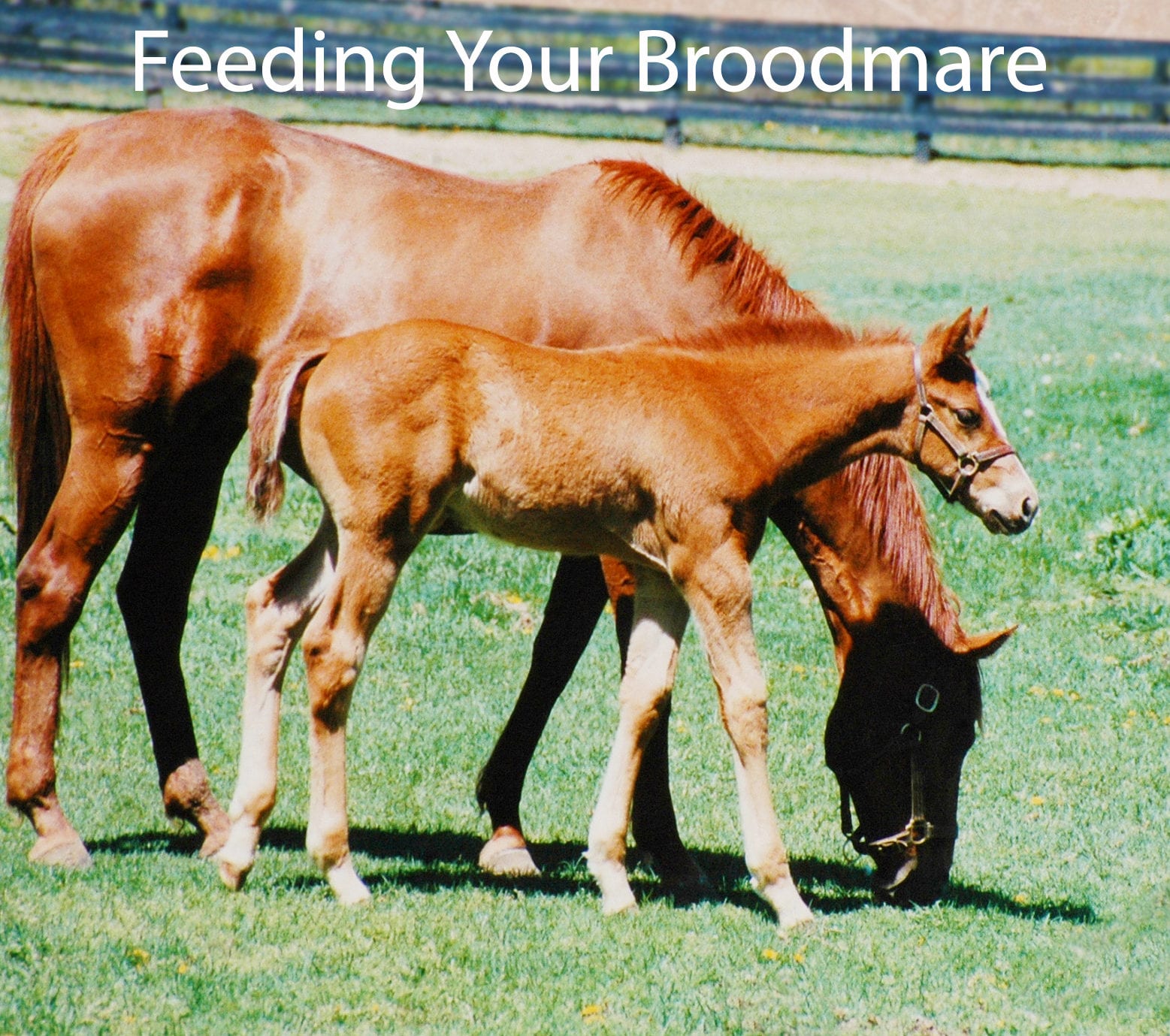 Feeding Your Broodmare Before and After Pregnancy