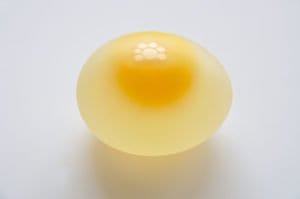 egg composition