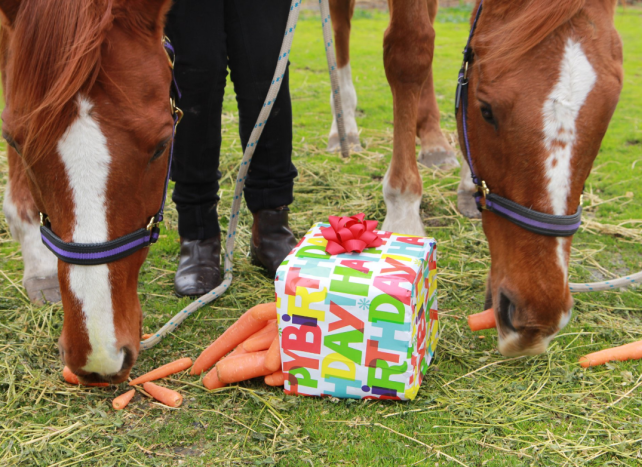 Horses birthday