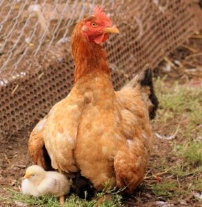 Feeding the Chicken Throughout the Lifecycle