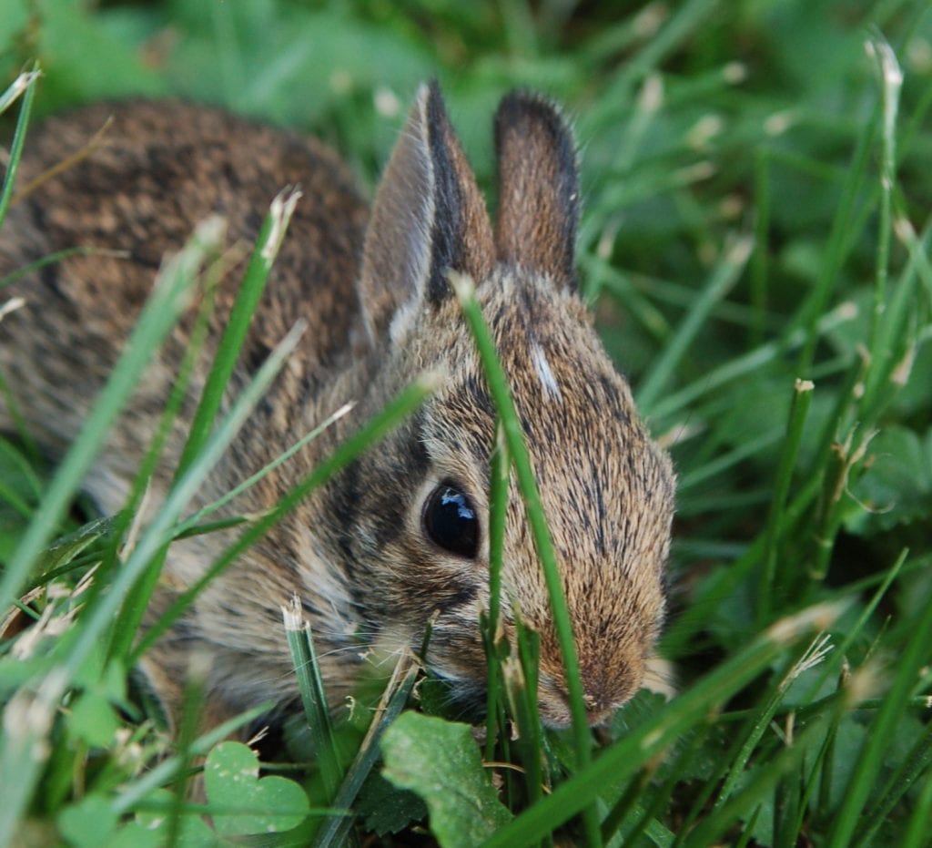 Rabbit Nutrition: An Overview - Thompson and Redwood
