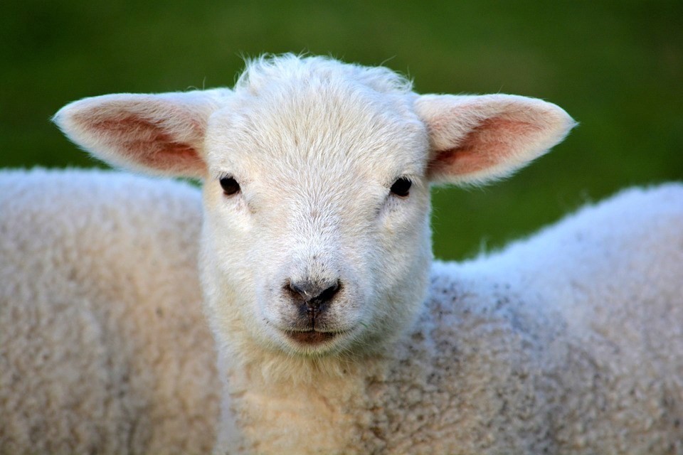 Lamb Feedlotting