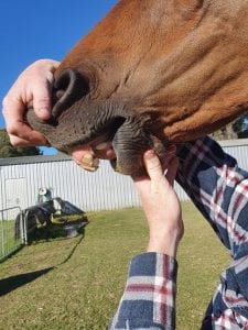 parrot mouth in horses