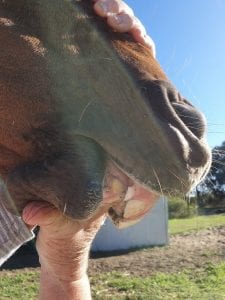 parrot mouth in horses