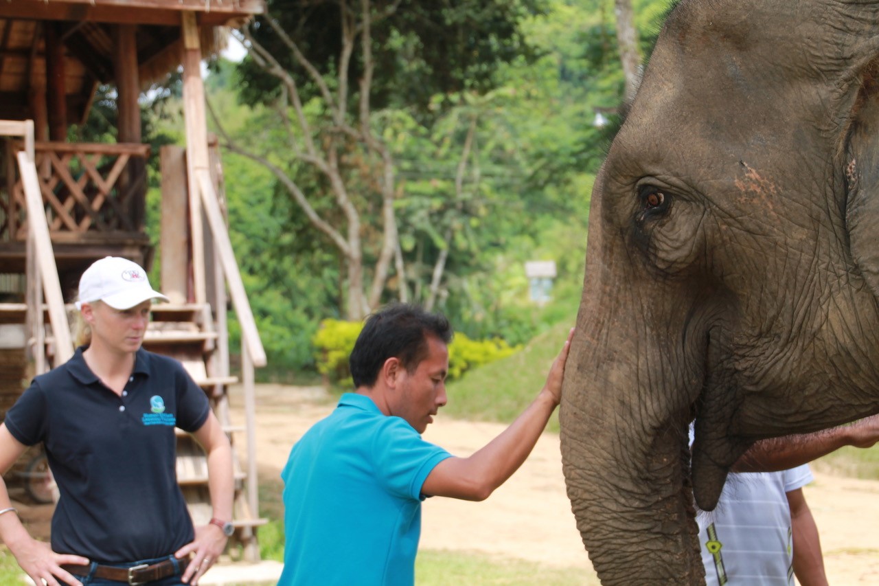 elephant training
