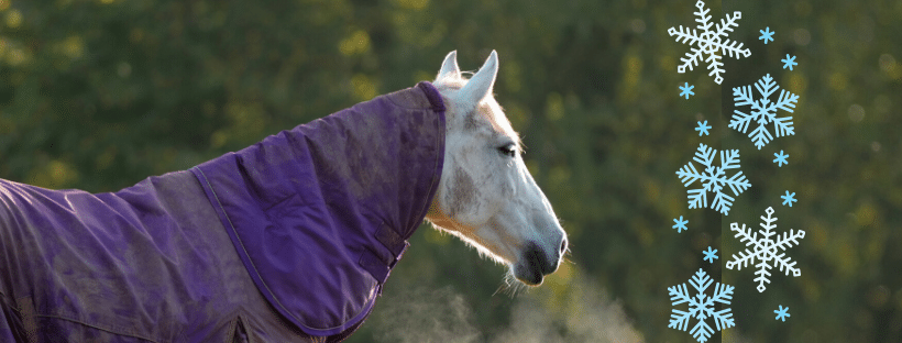 Grey horse in winter rug