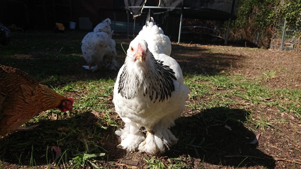 Jannay's chooks love premium Laying Pellets and Laying Crumbles