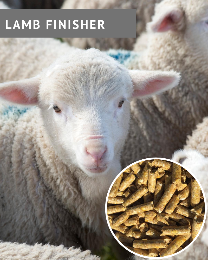 Lamb Finisher Pellets Product Picture