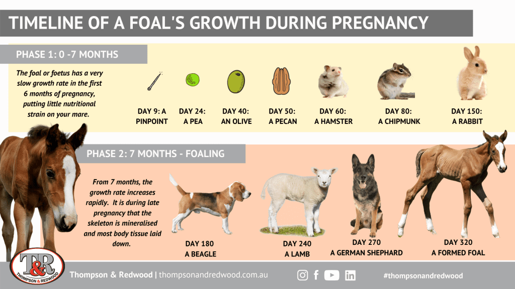 Foal/Foetal development timeline during pregnancy