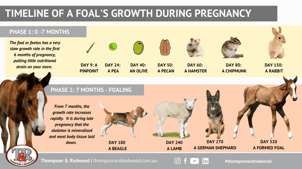 Mare Gestation Stages Captions Lovers