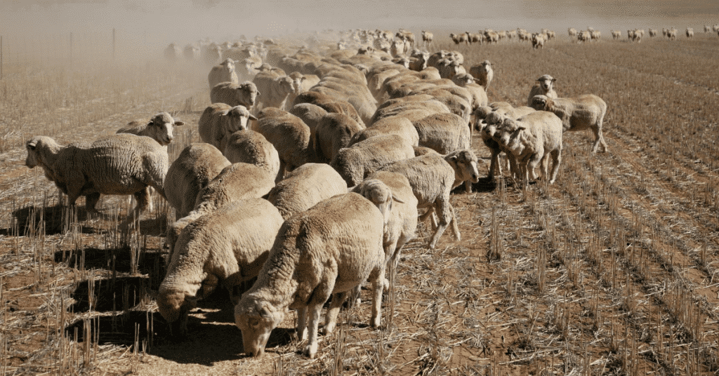 Sheep Trail Feeding in the Paddock