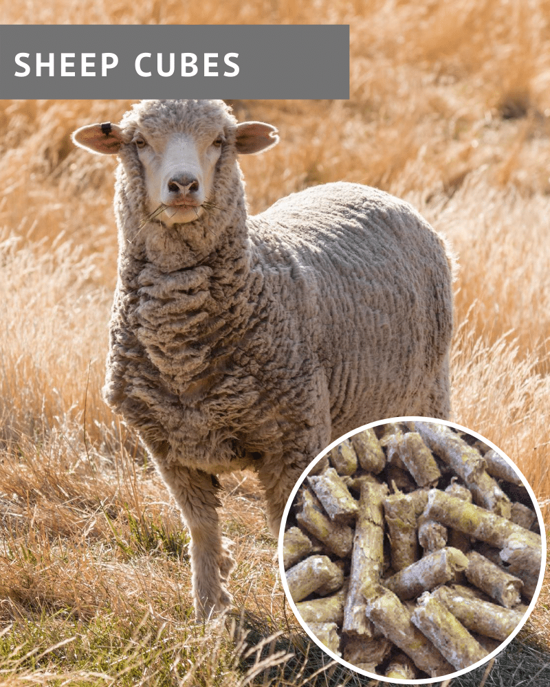 Sheep Cubes Product