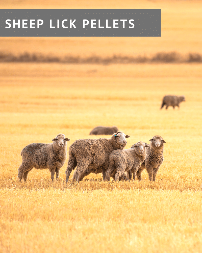 Sheep Lick Pellets Product