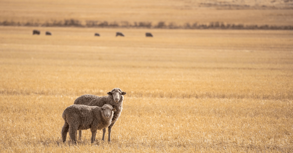 Sheep Grazing Stubble Australia