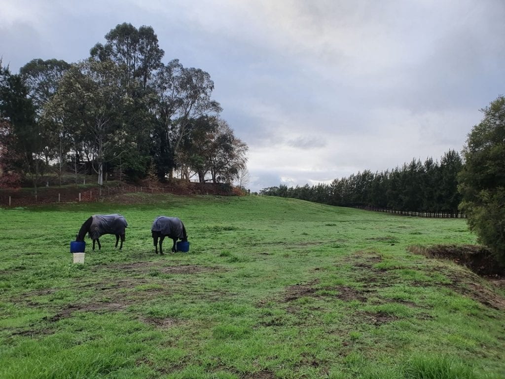 Broodmares turned out at Leeara Park