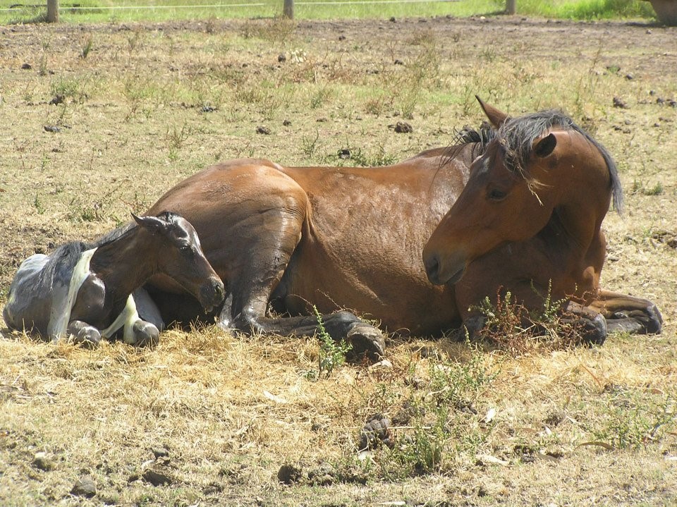 Broodmare foaling at Leeara Park