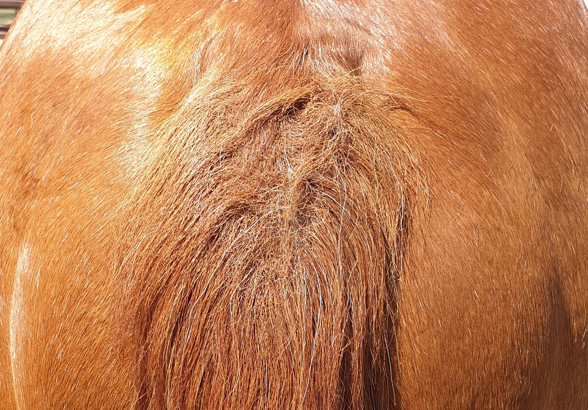 Causes and Management of Itch in Horses Thompson and Redwood