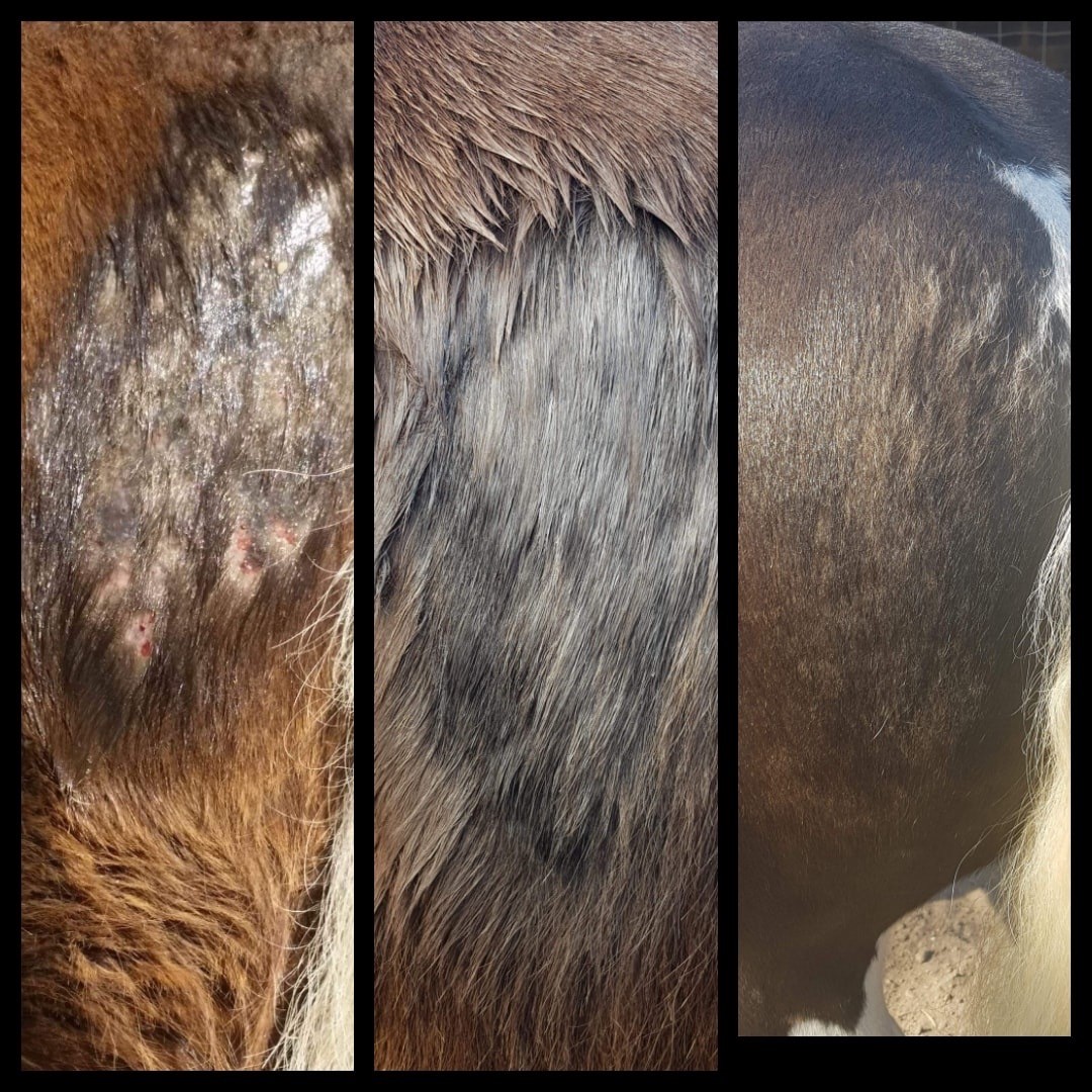 Causes and Management of Itch in Horses Thompson and Redwood