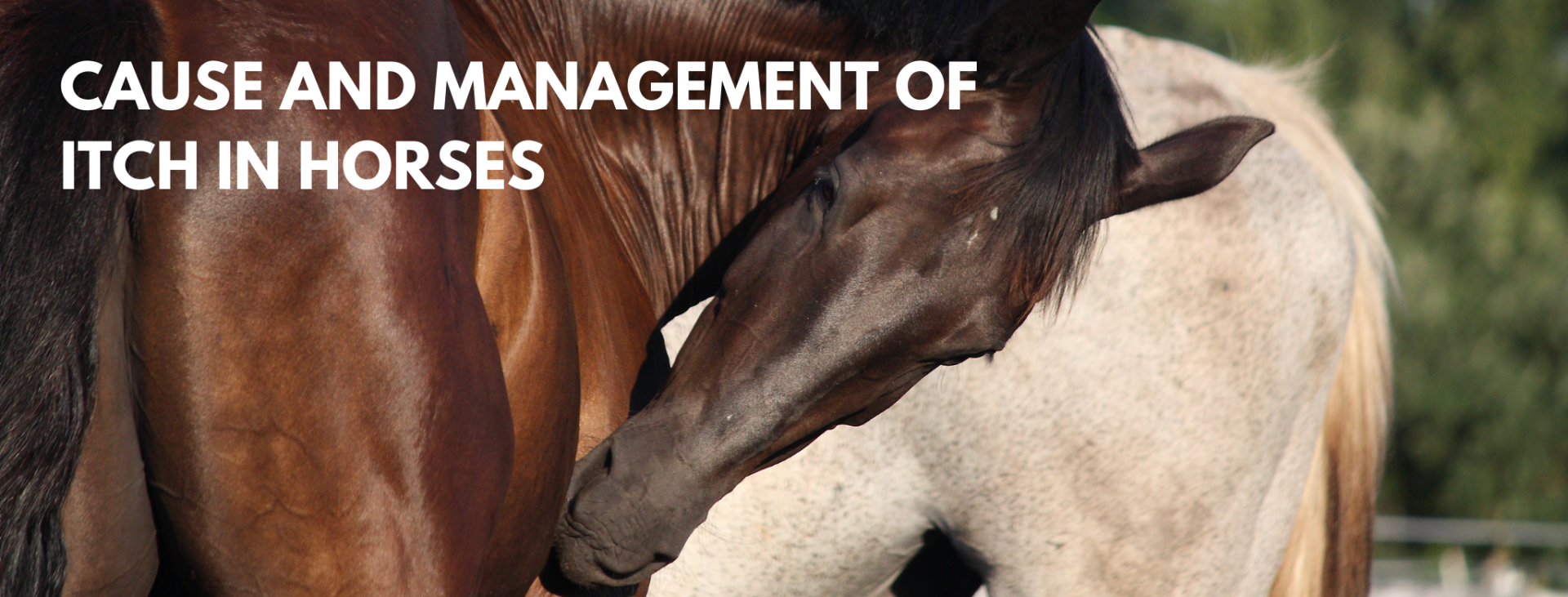 Cause and management of itch in horses