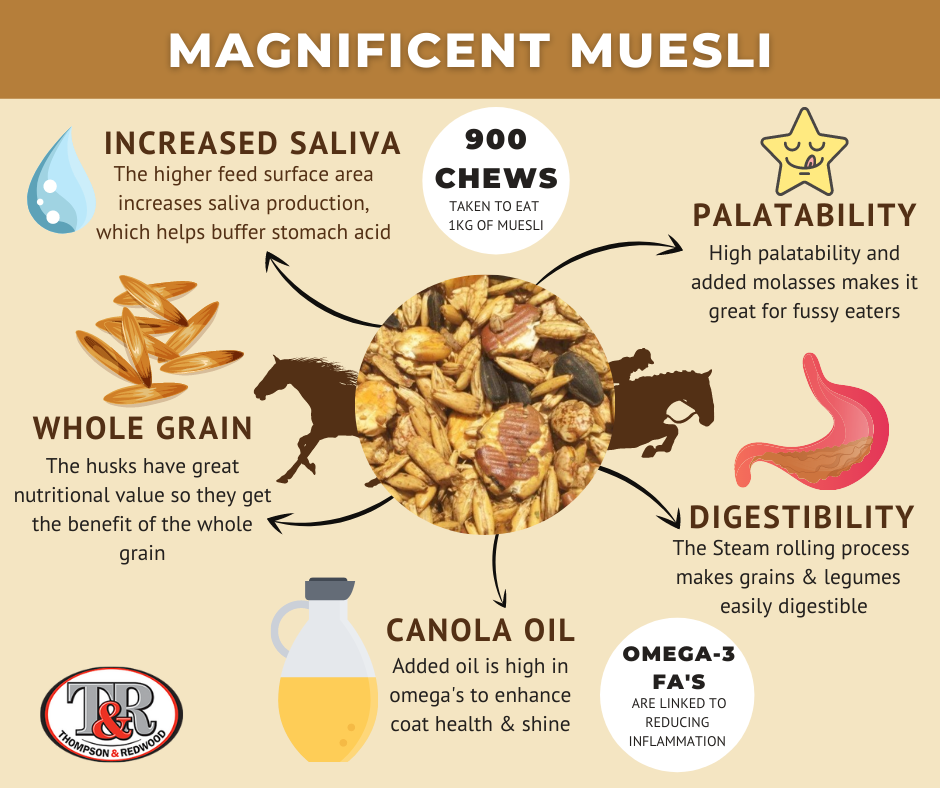 Infographic on advantages of muesli for horses