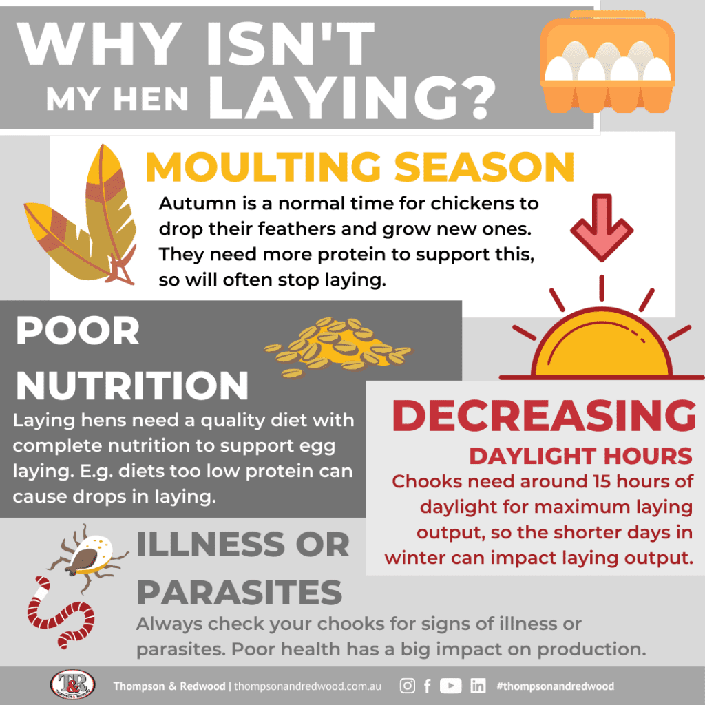 Why isn't my chook laying? Infographic
