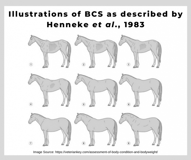 body-condition-scoring-horses-thompson-and-redwood