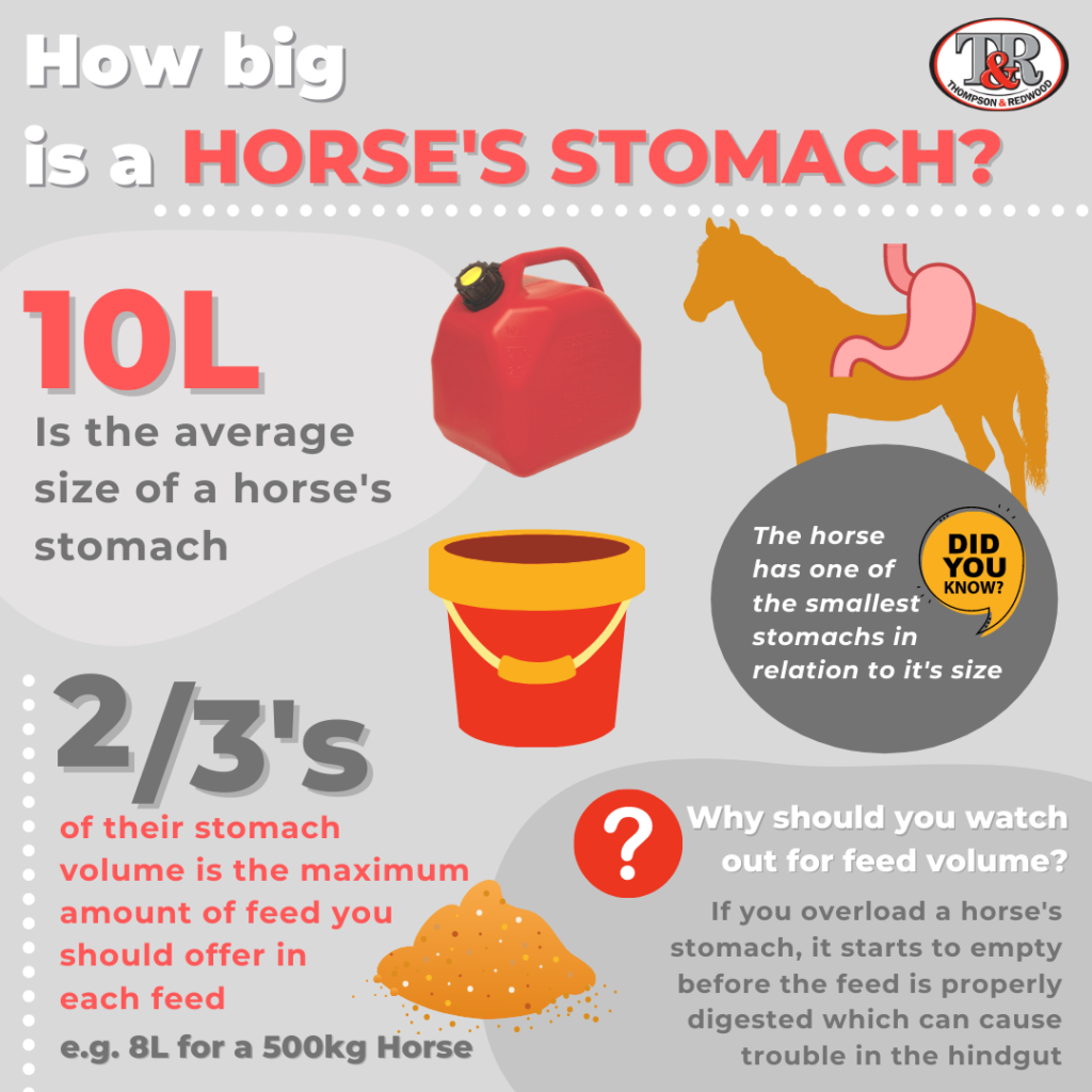 Infographic - how big is a horse's stomach