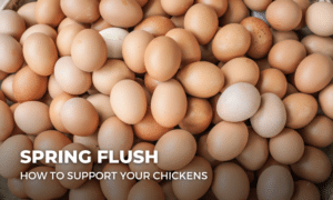 Support your chickens through spring flush