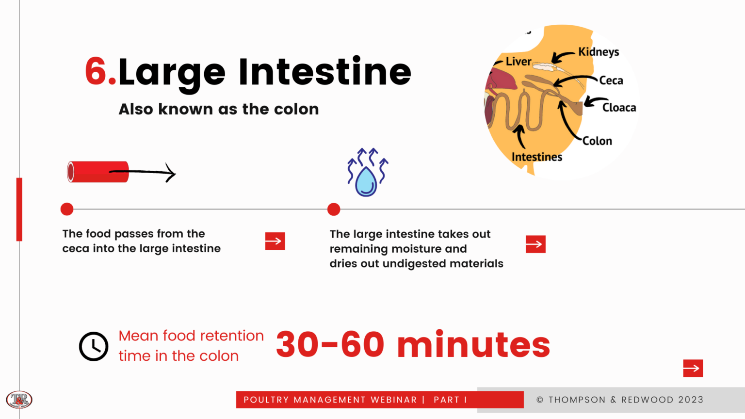 How do chickens digest their feed? BLOG